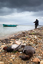 Fisherman arriving back at the shore with the catch, in this case he has also caught European pochard (Aythya ferina) illegally because hunting is strictly forbidden at the lake all year round. Lake K...