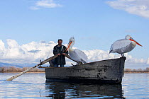Fisherman with Dalmatian Pelicans (Pelecanus crispus) on his boat during his fishing activities. Lake Kerkini, Greece, February