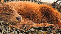 European otter (Lutra lutra) sleeping in seaweed, Skye, Inner Hebrides, Scotland, UK, June.