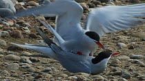 Pair of Common terns (Sterna hirundo) mating, Rye Harbour, East Sussex, England, UK, May.