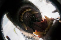 Vancouver Island wolf (Canis lupus crassodon) biting camera in protective case, Vancouver Island, British Columbia, Canada, August.