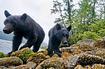 Vancouver island black bears (Ursus americanus vancouveri) taken with remote camera, Vancouver Island, British Columbia, Canada, August.