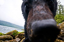 Vancouver island black bear (Ursus americanus vancouveri) investigating remote camera, Vancouver Island, British Columbia, Canada, August.