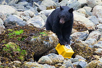 Vancouver island black bear (Ursus americanus vancouveri) investigating remote camera, Vancouver Island, British Columbia, Canada, August.