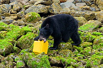Vancouver island black bear (Ursus americanus vancouveri) investigating remote camera, Vancouver Island, British Columbia, Canada, September.