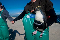 SANCCOB Hands Across the Sand event to raise awareness for seabird and marine conservation, with volunteer holding 'Rocky' the southern rockhopper penguin (Eudyptes chrysocome) Table Bay, near Cape To...