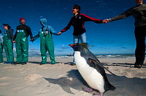 SANCCOB Hands Across the Sand event, in strong wind, to raise awareness for seabird and marine conservation, with 'Rocky' the Southern rockhopper penguin (Eudyptes chrysocome) on the beach. Table Bay,...
