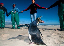 SANCCOB Hands Across the Sand event, in strong wind, to raise awareness for seabird and marine conservation, with 'Rocky' the Southern rockhopper penguin (Eudyptes chrysocome) on the beach. Table Bay,...