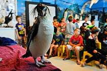 SANCCOB Conservation and seabird education, Cape Town, South Africa. Weston Barwise uses 'Rocky' a Southern rockhopper penguin (Eudyptes chrysocome), to help him teach children about seabirds and mari...