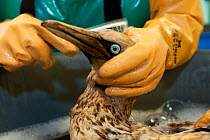 Cape Gannet (Morus capensis) being washed to remove oil from feathers, in rehabilitation at the Southern African Foundation for the Conservation of Coastal Birds (SANCCOB). Cape Town, South Africa. De...