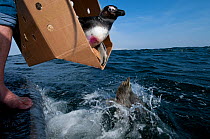 African penguin, (Spheniscus demersus) being released after rehabilitation at Southern African Foundation for the Conservation of Coastal Birds (SANCCOB). Release site near to Robben Island in Table B...