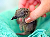 African Penguin (Spheniscus demsersus) chick has just hatched from inside a small incubator at the Southern African Foundation for the Conservation of Coastal Birds (SANCCOB). SANCCOB has a dedicated...