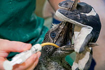 Cape Gannet (Morus capensis) juvenile being fed during hand rearing and rehabilitation at the Southern African Foundation for the Conservation of Coastal Birds (SANCCOB). Cape Town, South Africa. May...