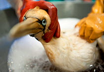 Cape Gannet (Morus capensis) having a wash to remove oil from feathers, during hand rearing and rehabilitation at the Southern African Foundation for the Conservation of Coastal Birds (SANCCOB). Cape...