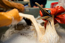 Cape Gannet (Morus capensis) having a wash to remove oil from feathers, during hand rearing and rehabilitation at the Southern African Foundation for the Conservation of Coastal Birds (SANCCOB). Cape...