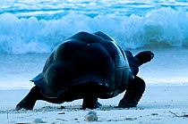 Aldabra giant tortoise (Geochelone gigantea) walking along the sea shore, Aldabra Atoll, Seychelles, March