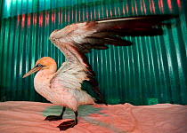 Cape gannet (Morus capensis) in rehabilitation at the Southern African Foundation for the Conservation of Coastal Birds (SANCCOB). This Cape gannet is drying in a heated pen (a heat lamp illuminates t...