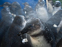 African penguins (Spheniscus demersus) sprayed with water after feeding, whilst in rehabilitation at Southern African Foundation for the Conservation of Coastal Birds (SANCCOB) Cape Town, South Africa...