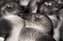 African penguin chicks (Spheniscus demersus) in rehabilitation at Southern African Foundation for the Conservation of Coastal Birds (SANCCOB) Cape Town, South Africa. At this stage of development the...