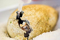 African Penguin (Spheniscus demsersus) chick hatching inside a small incubator at the Southern African Foundation for the Conservation of Coastal Birds (SANCCOB). SANCCOB has a dedicated hatchery and...