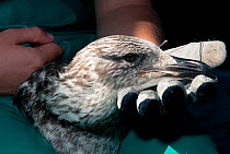 Kelp gull (Larus dominicanus) juvenile, with head in rehabilitator's hand, Southern African Foundation for the Conservation of Coastal Birds (SANCCOB), Cape Town, South Africa