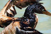 Cape gannet (Morus capensis) covered in oil in SANCCOB pool, during rehabilitation at the Southern African Foundation for the Conservation of Coastal Birds (SANCCOB) South Africa, November 2011