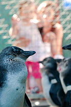 African penguin; (Spheniscus demersus); Rehabilitation at Southern African Foundation for the Conservation of Coastal Birds (SANCCOB); Cape Town; South Africa.