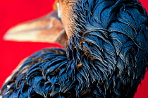 Cape gannet (Morus capensis) covered in oil, during rehabilitation at the Southern African Foundation for the Conservation of Coastal Birds (SANCCOB) South Africa, November 2011