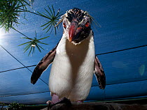 Southern Rockhopper penguin (Eudyptes chrysocome) tame bird 'Rocky' used for educational purposes, Southern African Foundation for the Conservation of Coastal Birds (SANCCOB), Cape Town, South Africa....