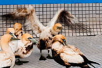 Cape Gannets (Morus capensis) covered in oil in rehabilitation at the Southern African Foundation for the Conservation of Coastal Birds (SANCCOB). Cape Town, South Africa, July 2009.