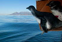African penguins (Spheniscus demersus) being released after rehabilitation at Southern African Foundation for the Conservation of Coastal Birds (SANCCOB) near Robben Island in Table Bay. Cape Town, So...
