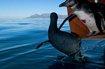 African penguins (Spheniscus demersus) being released after rehabilitation at Southern African Foundation for the Conservation of Coastal Birds (SANCCOB) near Robben Island in Table Bay. Cape Town, So...