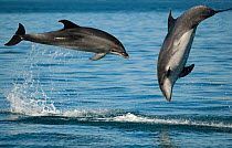 Bottlenose Dolphins (Tursiops truncatus) porpoising playfully, Sado Estuary, Portugal