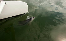 Bottlenose Dolphin (Tursiops truncatus) swimming near a catamaran, Sado Estuary, Portugal