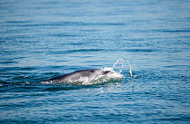 Bottlenose Dolphin (Tursiops truncatus) playing with fish at surface, Sado Estuary, Portugal