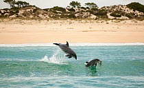 Bottlenose Dolphin (Tursiops truncatus) porpoising near the beach, Sado Estuary, Portugal