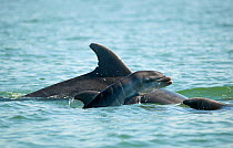 Bottlenose Dolphin (Tursiops truncatus) baby swimming near to mother, Sado Estuary, Portugal