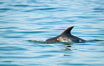 Bottlenose Dolphin (Tursiops truncatus) baby swimming near to mother, Sado Estuary, Portugal