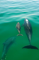 Bottlenose Dolphin (Tursiops truncatus) family swimming near the surface, Sado Estuary, Portugal