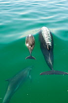 Bottlenose Dolphin (Tursiops truncatus) family swimming near the surface, Sado Estuary, Portugal