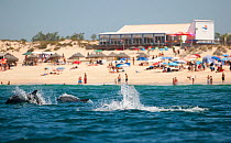 Bottlenose Dolphins (Tursiops truncatus) playing near beach, Sado Estuary, Portugal