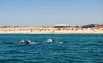 Bottlenose Dolphin (Tursiops truncatus) playing at the surface near beach, Sado Estuary, Portugal
