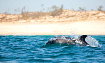 Bottlenose Dolphin (Tursiops truncatus) mother and baby dolphin playing at the surface, Sado Estuary, Portugal