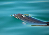 Bottlenose Dolphin (Tursiops truncatus) at the surface, Sado Estuary, Portugal