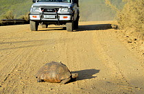 Leopard tortoise (Stigmachelys pardalis) crossing a road with a car approaching, Swartberg Mountains, Western Cape, South Africa.