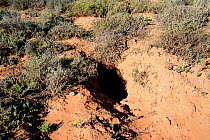 Aardvark (Orycteropus afer) burrow, Western Cape, South Africa.