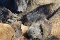 Female Chacma baboon (Papio hamadryas ursinus) grooming a juvenile, De Hoop Nature Reserve, Western Cape, South Africa.