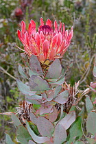 Broad-leaved sugarbush (Protea eximia), Swartberg Mountains, Western Cape, South Africa.
