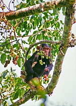 Young Chimpanzee in fruiting fig tree (Pan troglodytes schweinfurthii) Tongo, Virunga National Park, Kivu, Democratic Republic of Congo