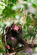 Young wild Chimpanzee (Pan troglodytes schweinfurthii) Tongo, Virunga National Park, Kivu, Democratic Republic of Congo